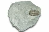 Curled Flexicalymene Trilobite Fossil - Indiana #287640-1